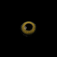 3adf3c1705a834d4284036002c76f8b4.png