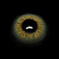 FA46-5_5B1_5D_2agxZ0.png