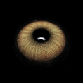 FA51-1_5B1_5D_ppSOJ6.png