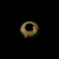 aa116787f4a7db4a45f159ed121a4a5e.png