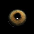 b26255c1c34746fb42849e363f8986f4.png